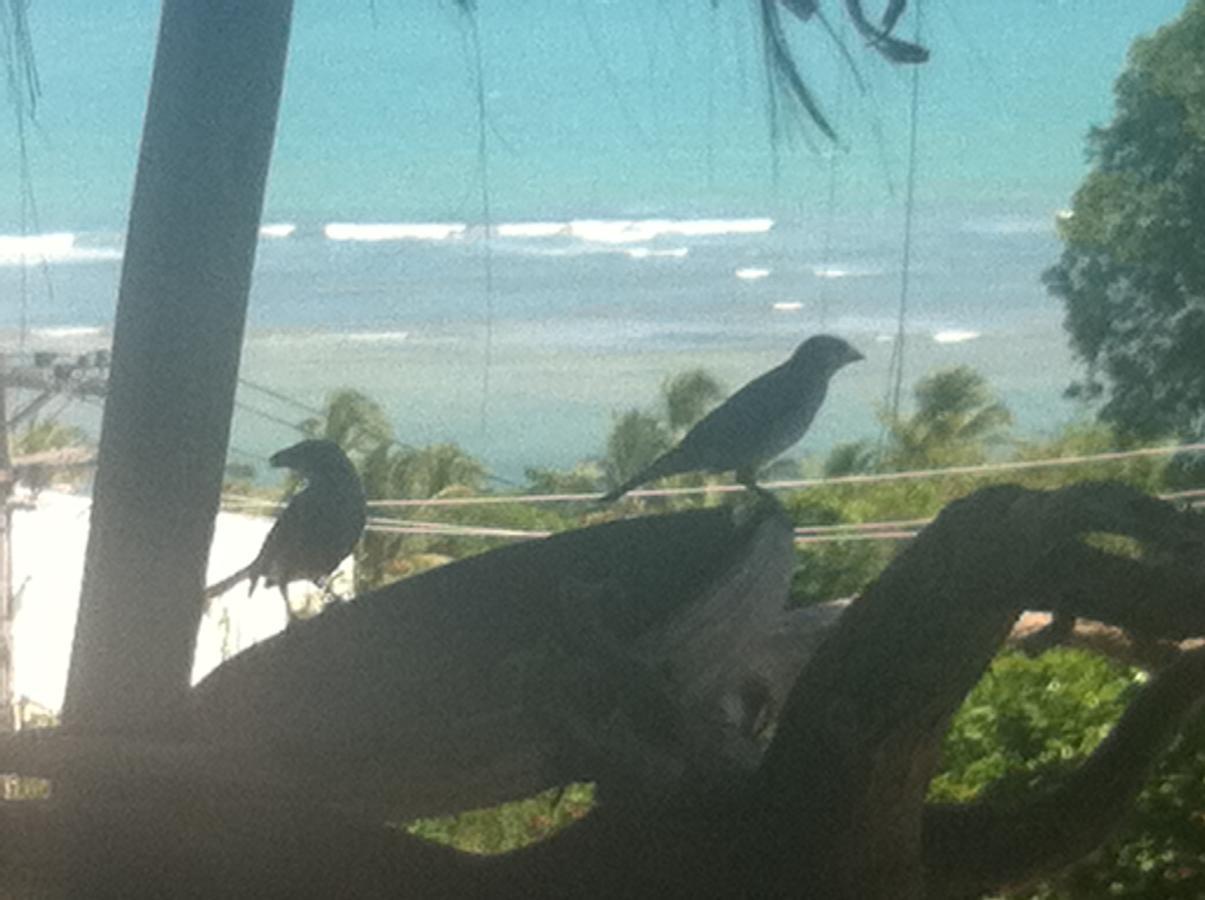 Novos Baianos Hostel E Pousada بورتو سيغورو المظهر الخارجي الصورة Two juvenile birds